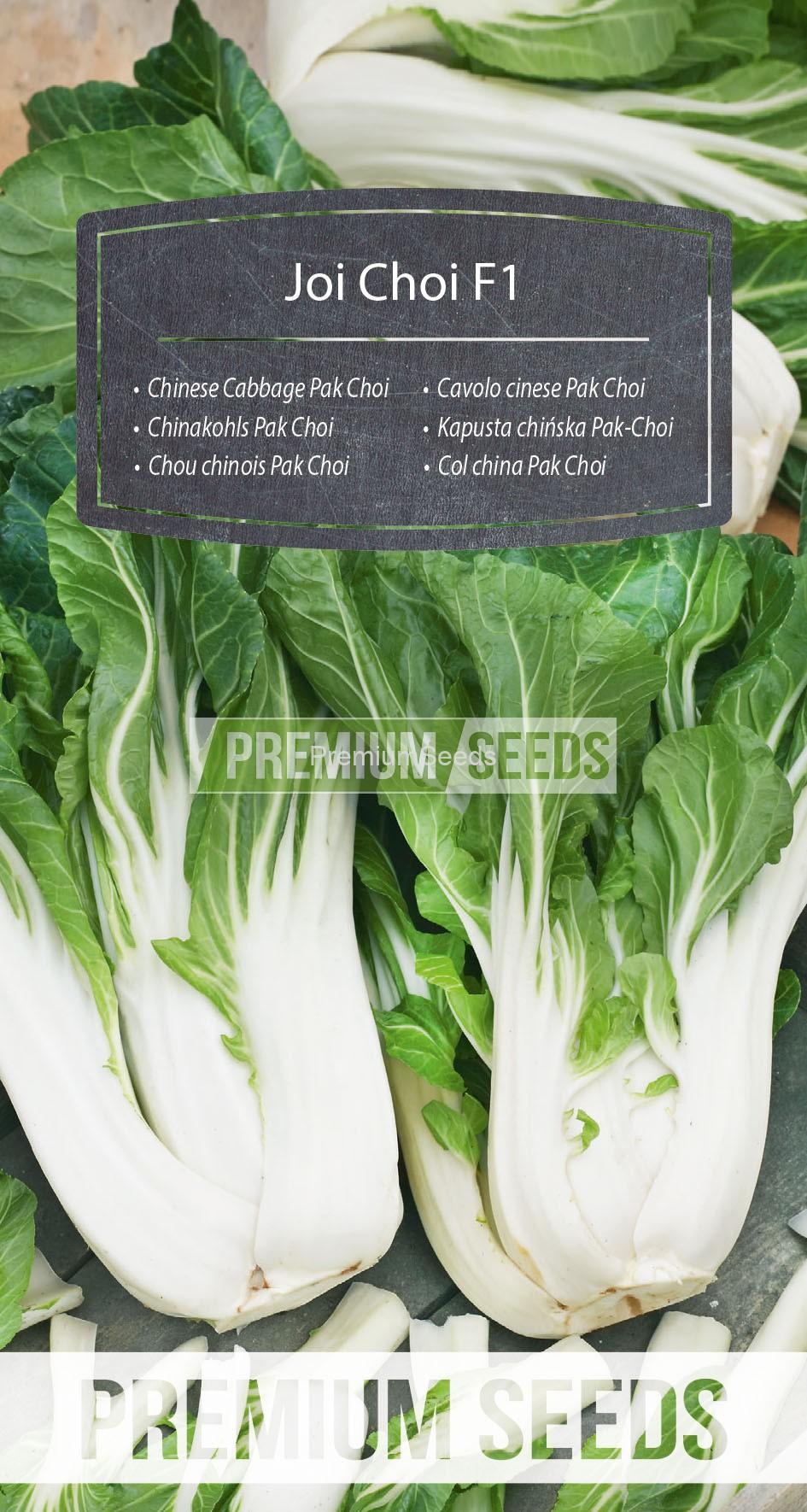 WORLD N 170 4464_RGB_VS nasiona Kapusty chińskiej Pak-Choi Joi Choi
