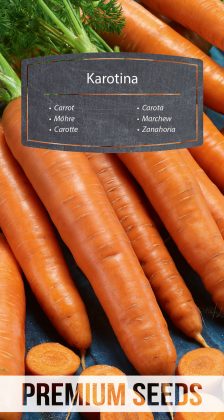 Carrot Karotina - seeds