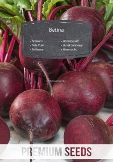 Burak ćwikłowy Betina – nasiona