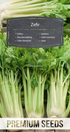 Seler naciowy Zefir – nasiona