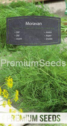Dill Moravan - seeds