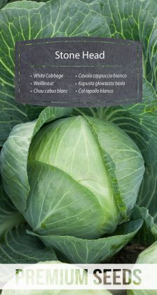 White Cabbage Stone Head - seeds