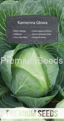 White Cabbage STONE HEAD ("Kamienna Głowa")