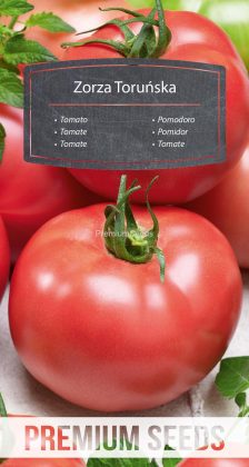 Pomidor Zorza Toruńska – nasiona