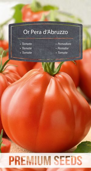 Tomato Or Pera d'Abruzzo - seeds