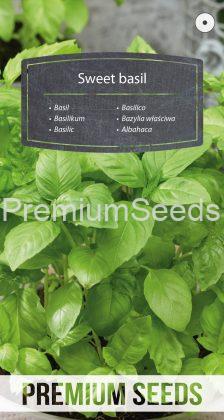 Sweet basil annual - seeds