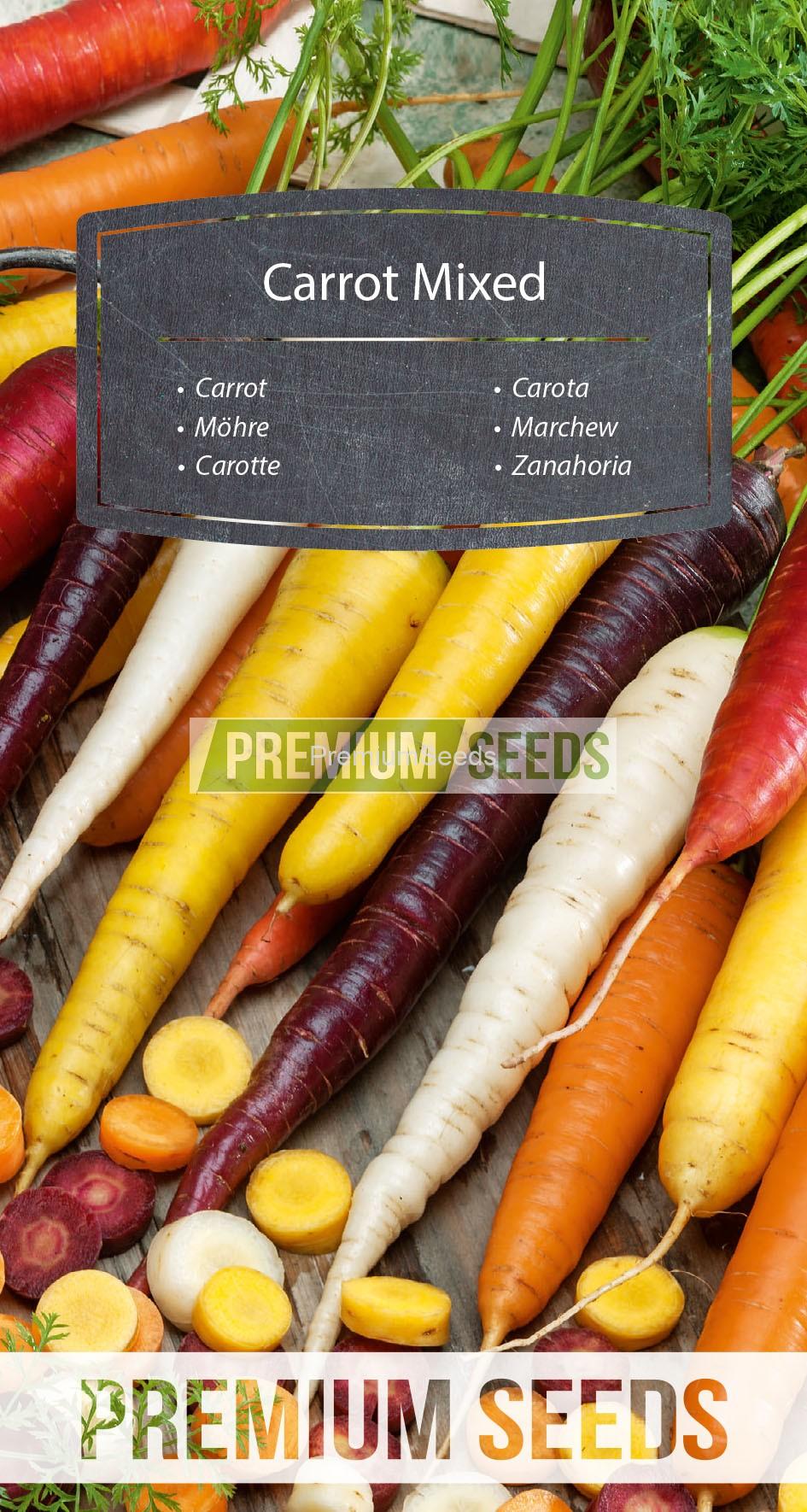 WORLD N 171 5008_RGB_VS Carrot - mix of colorful varieties - seeds