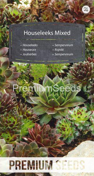 Houseleeks Mixed varieties - seeds