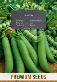 Groch Telefon – nasiona