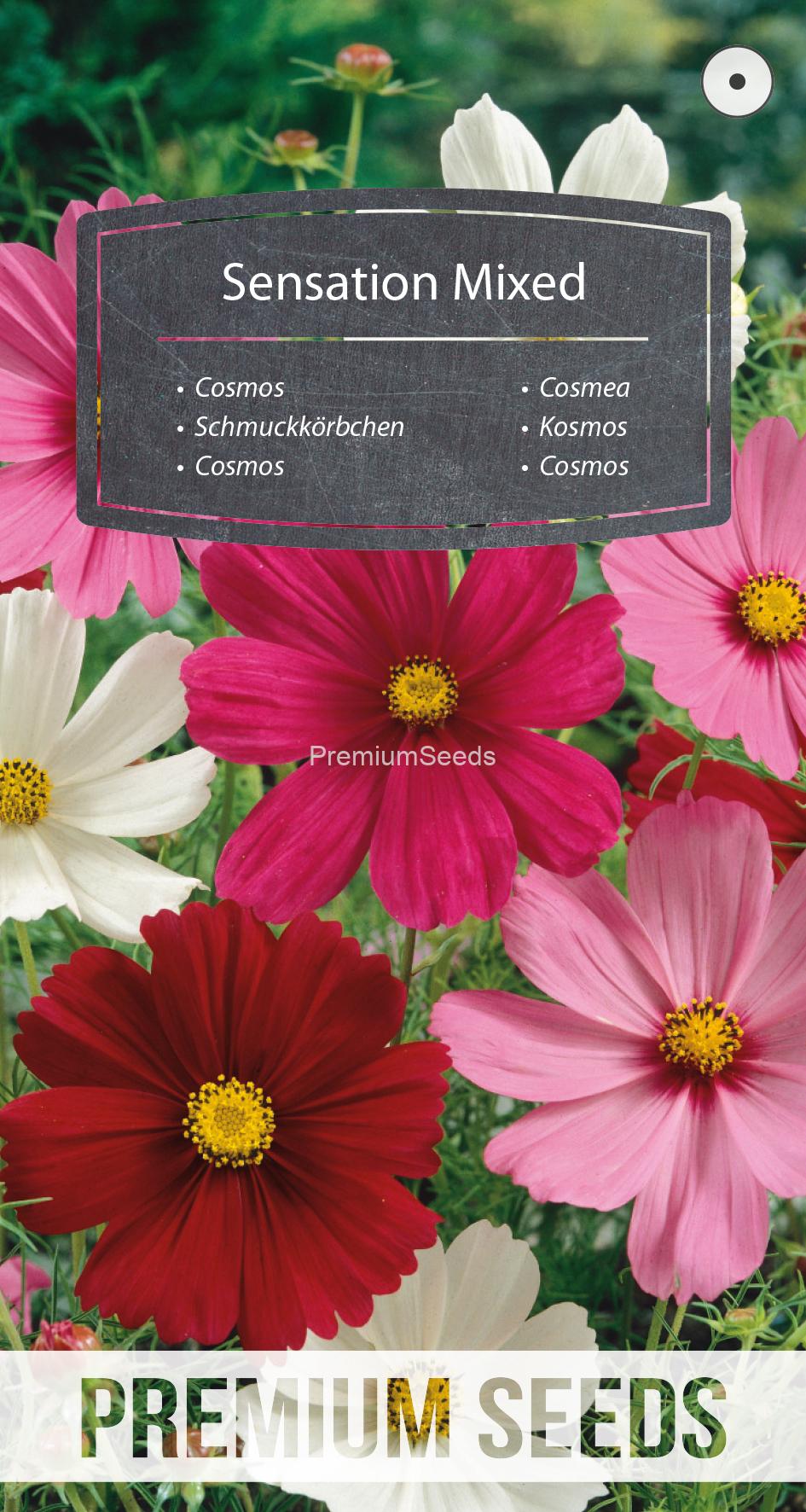 WORLD N 90 83 08.indd Onętek, Kosmos Sensation - mieszanka – nasiona