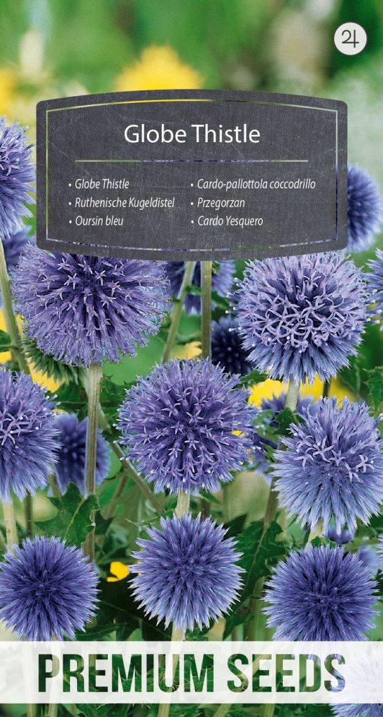 Globe Thistle PremiumSeeds producer of seeds