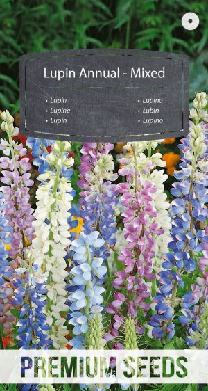 Lupin annual - Mixed - seeds