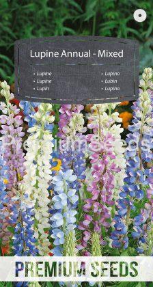 Lupine annual - Mixed - seeds