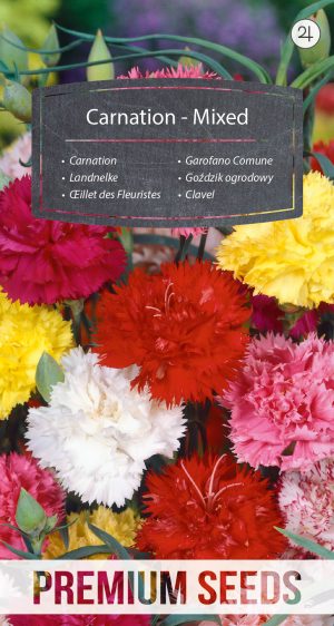 Carnation - Mixed - seeds