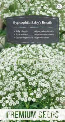 Gypsophila paniculata - semi