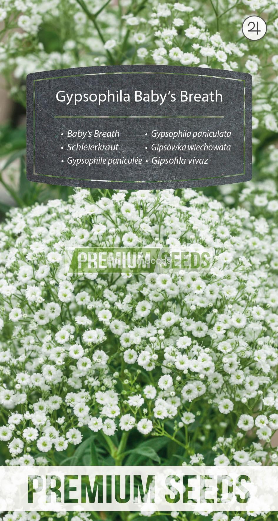 102_WORLD N0922307_RGB_VS Gypsophila paniculata - semi