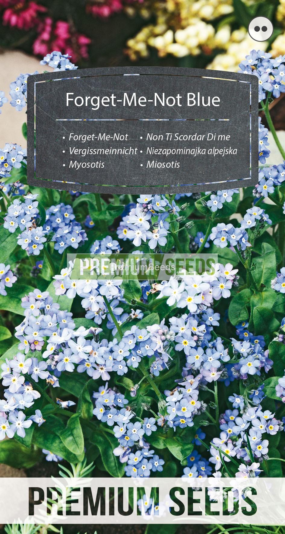 105_WORLD 13011041_RGB_VS Vergissmeinnicht blau - Samen