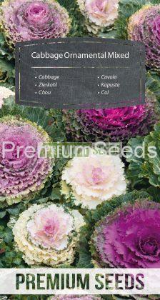 Col Ornamental - semillas