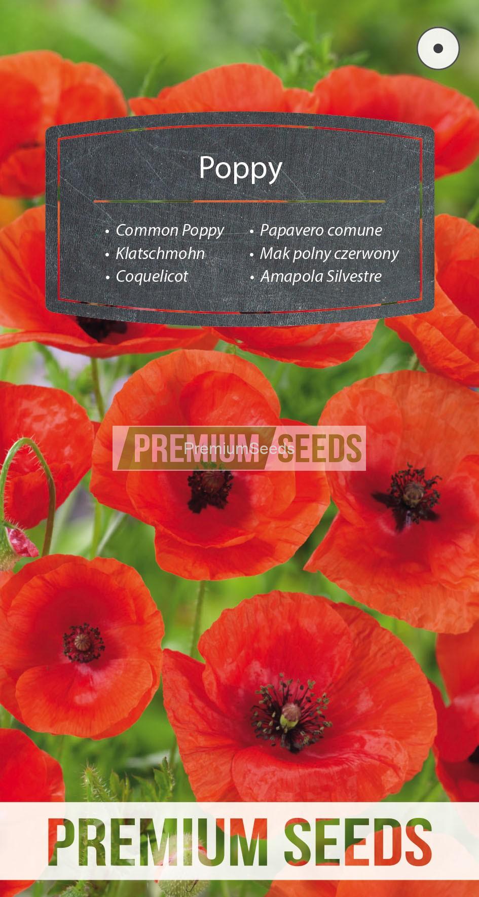 111_WORLD N1513024_RGB_VS Coquelicot - semences