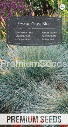 Festuca Glauca - semi