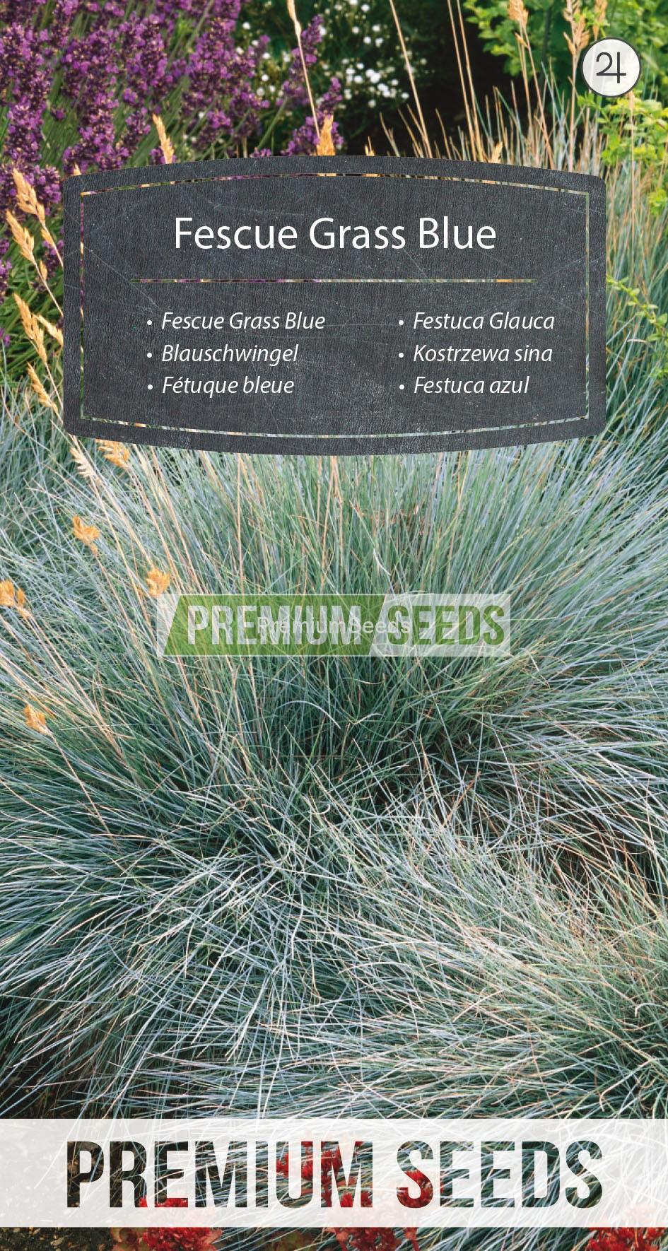 118_WORLD N0900292_RGB_VS Blauschwingel - Samen