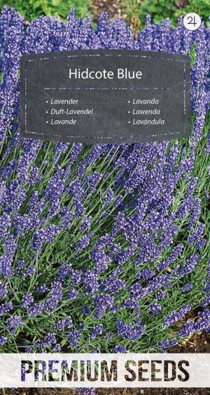 Lavándula Hidcote Blue - semillas