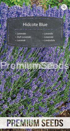 Lavande Hidcote Blue - semences