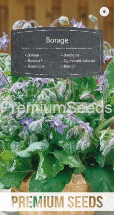 Bourrache - semences