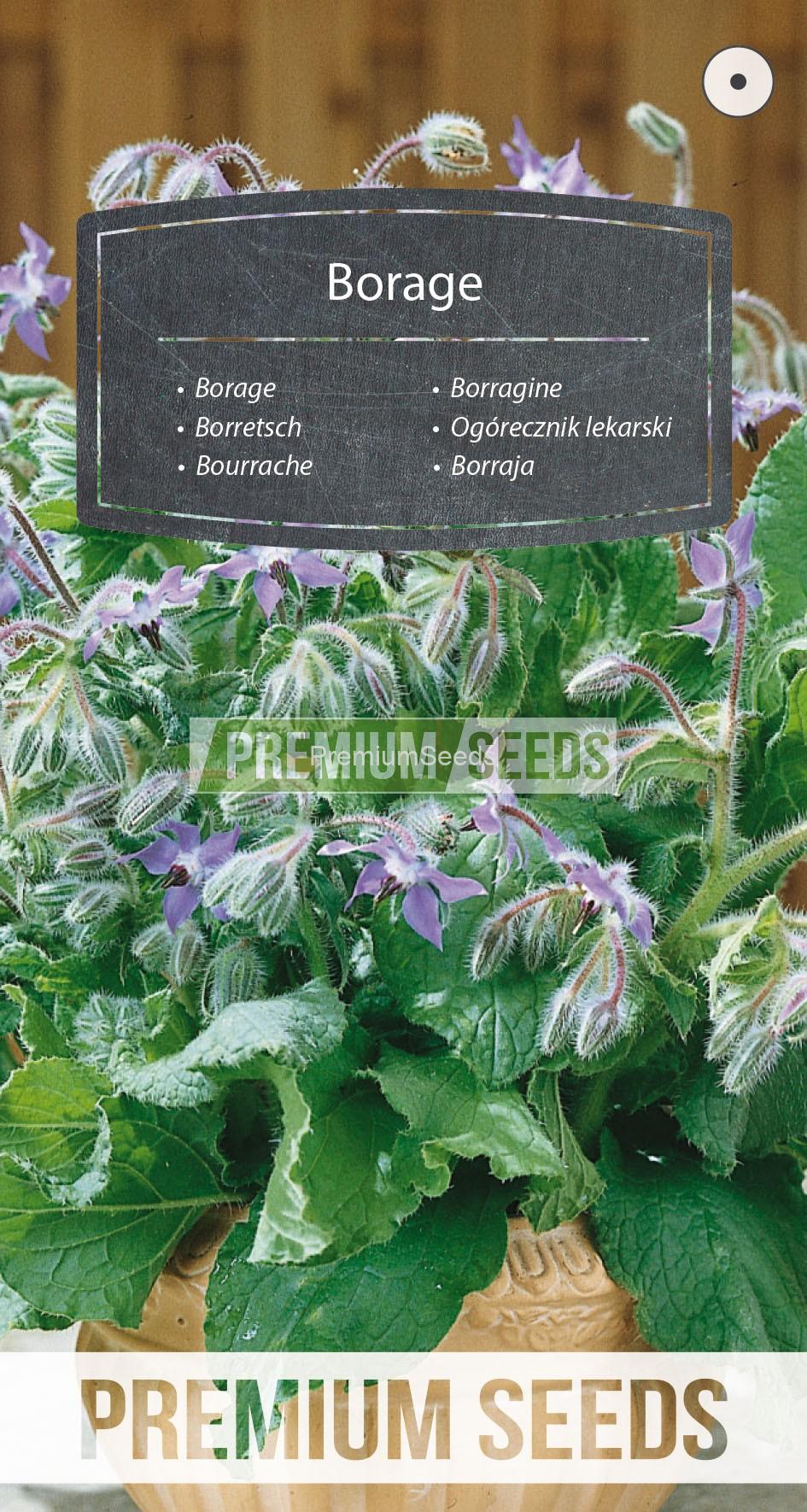 16_WORLD N1700915_RGB_VS Borretsch - Samen