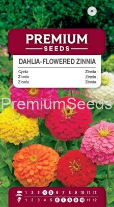 Dahlia – flowered Zinnia – a selection of varieties – seeds