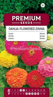 Dahlia – flowered Zinnia – a selection of varieties – seeds