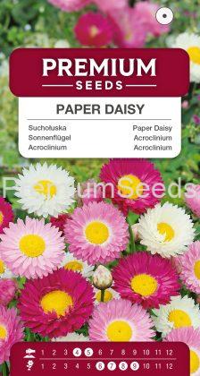 Acroclinium – semences