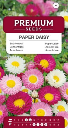 Acroclinium – semences