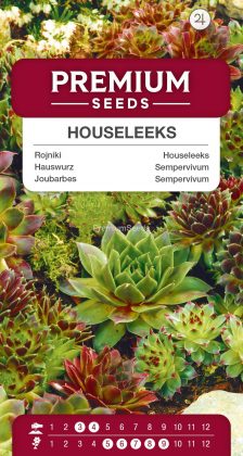 Joubarbes – mélange de variétés – semences