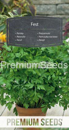 Perejil Fest - semillas