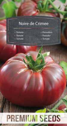 Tomate Noire de Crimée - semences