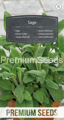 Sauge officinale - semences
