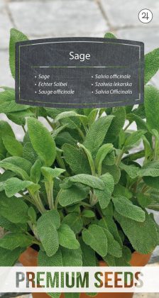 Salvia officinale - semi