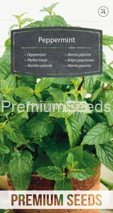 Menta piperita - semillas