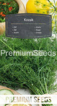 Aneth Kozak - semences