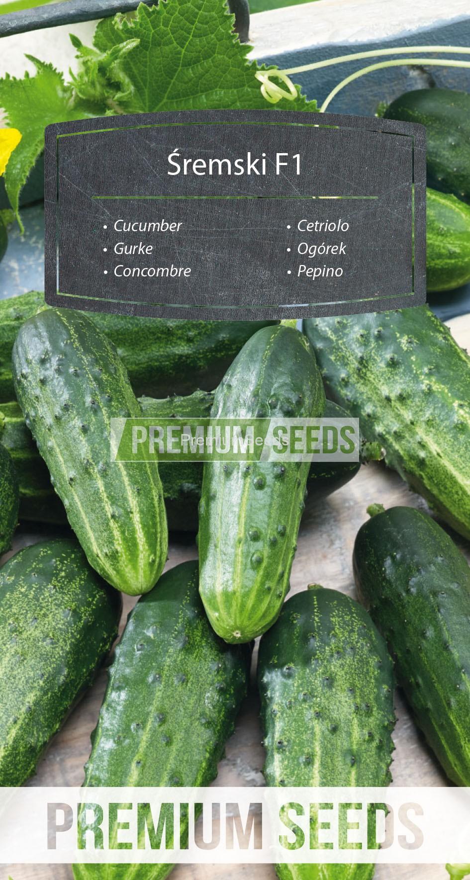 59_WORLD N1713618_RGB_VS Concombre Śremski F1 - semences
