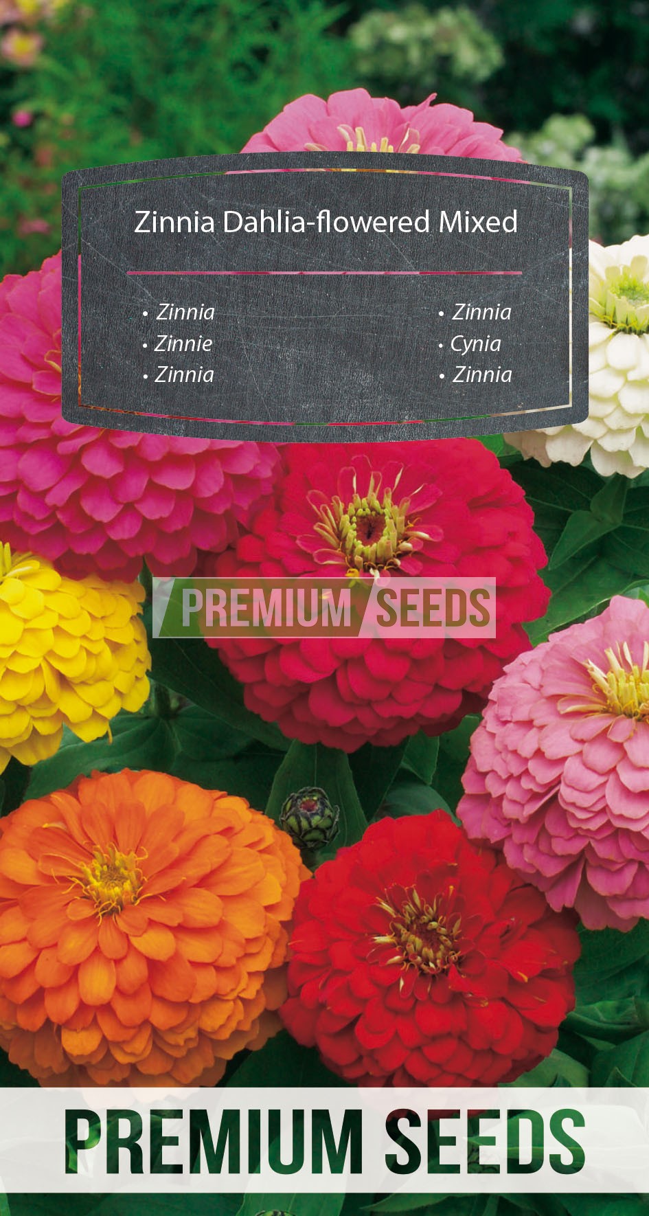 Zinnia flor de Dalia - mezcla - productor de semillas - PremiumSeeds