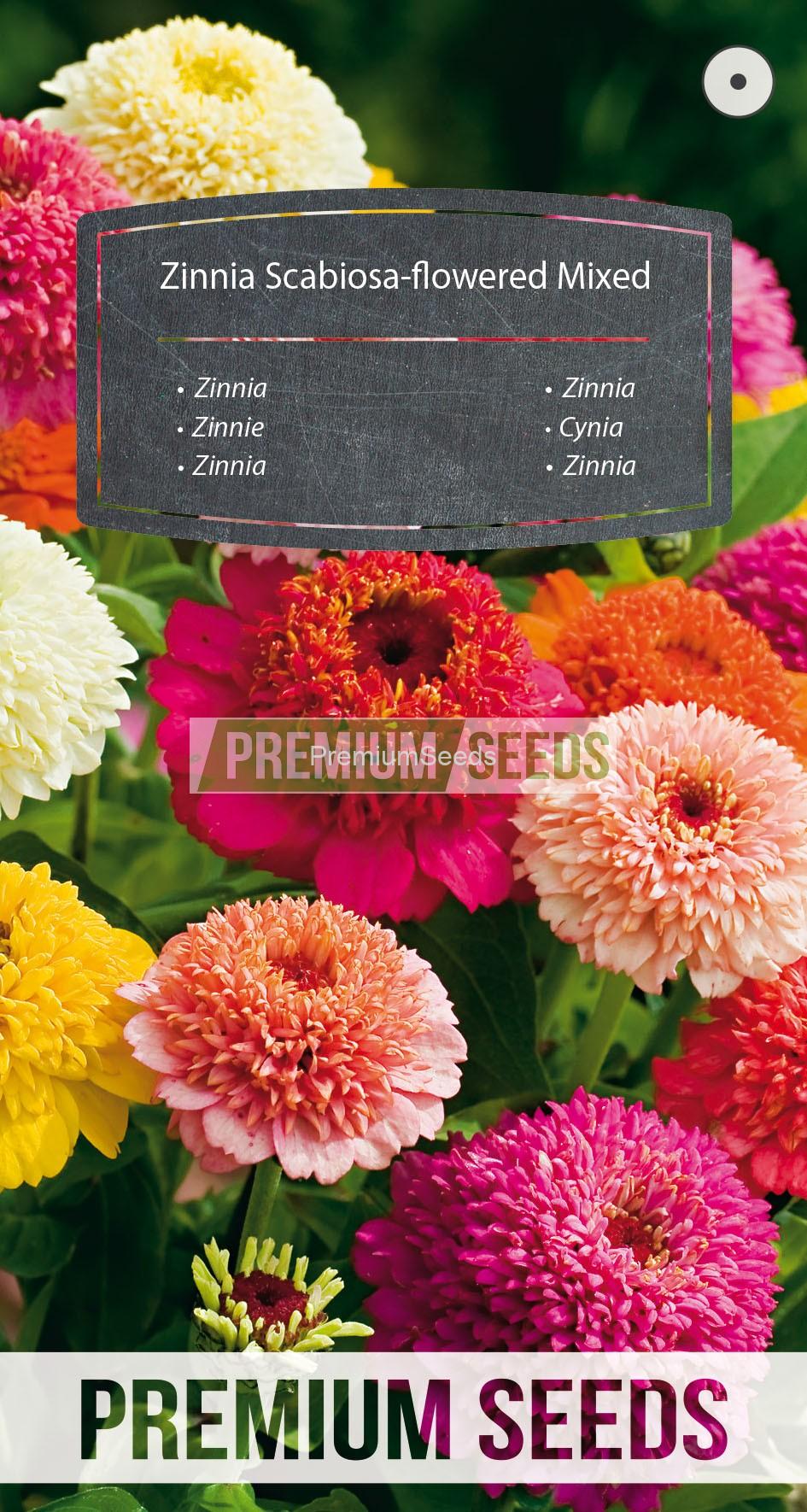 72_WORLD 14115428_RGB_VS Zinnia flor de Scabiosa - mezcla - semillas