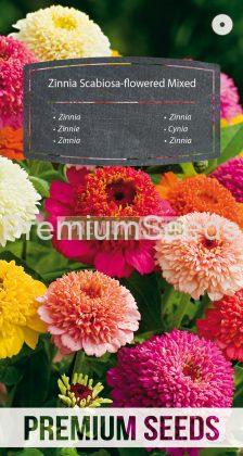 Zinnie Scabiosenblüetige Mischung - Samen