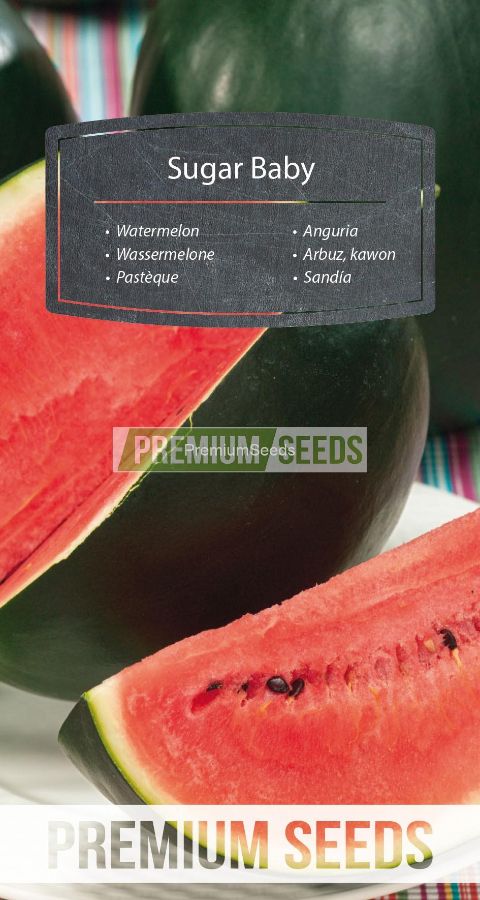 75_WORLD N1704492_RGB_VS Sandía Sugar Baby - semillas
