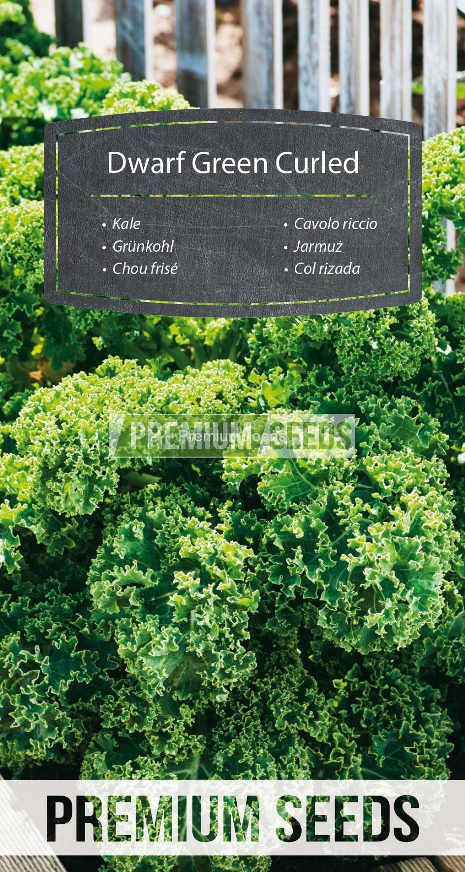 78_WORLD 14251415_RGB_VS Col rizada Dwarf Green Curled - semillas