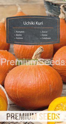 Zucca Uchiki Kuri - semi