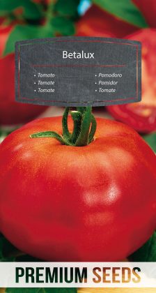 Tomate Betalux - semillas