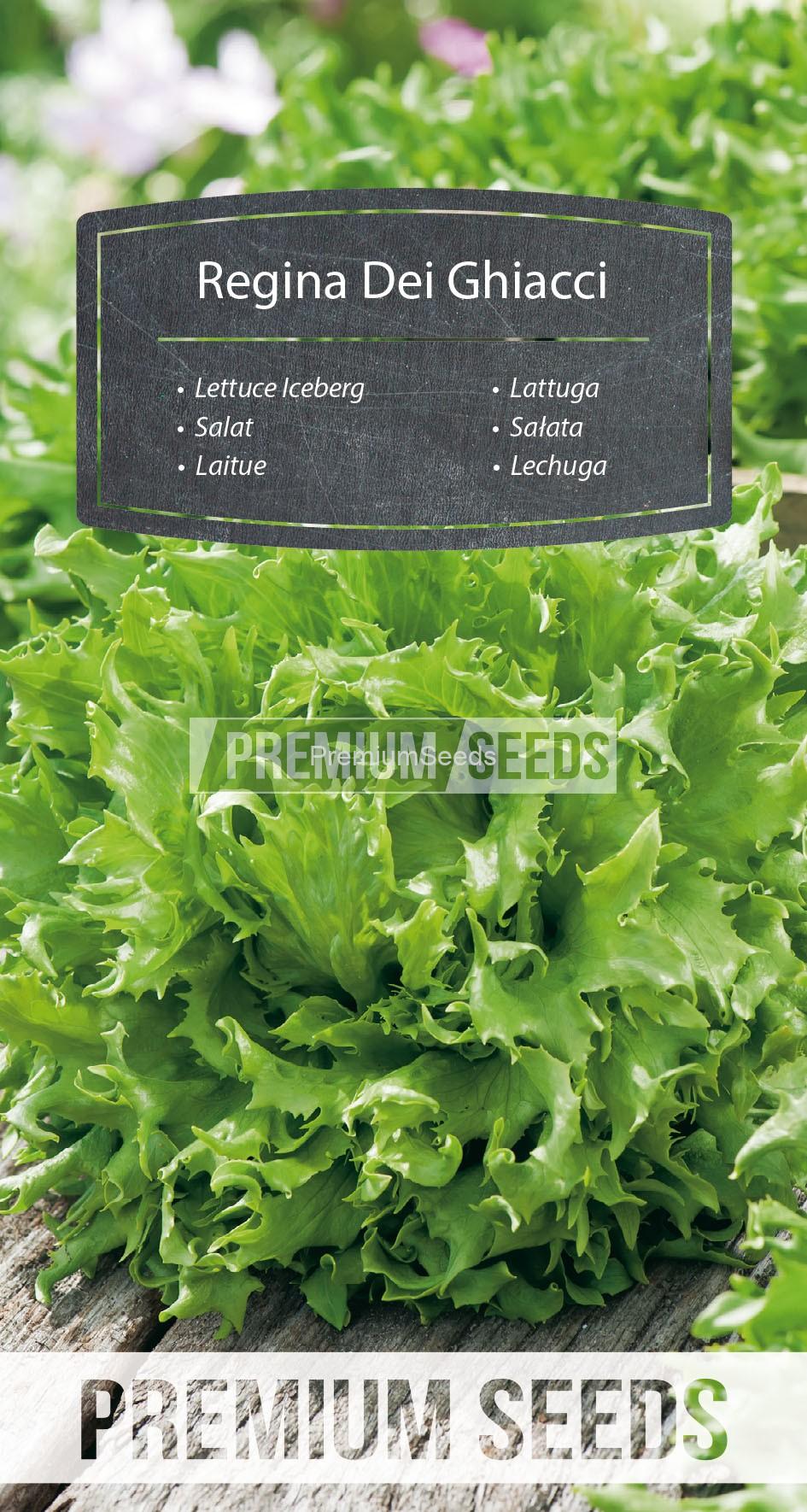 95_WORLD 14143186_RGB_VS Lechuga Reina del Hielo - semillas