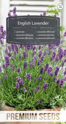 Lavendel officinale - Samen